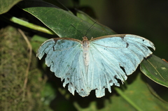 Morpho epistrophus