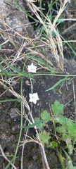 Convolvulus sagittatus