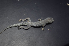 Mediodactylus sagittifer