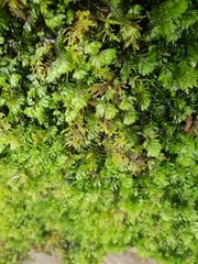 Hymenophyllum wilsonii