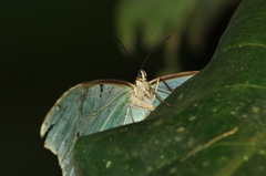 Morpho epistrophus