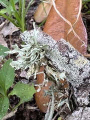 Ramalina complanata