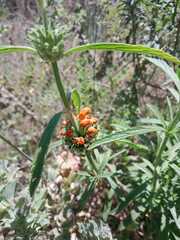 Leonotis leonurus