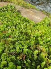 Hymenophyllum wilsonii