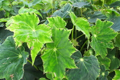 Begonia bowerae