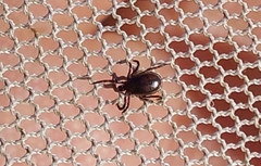 Ixodes