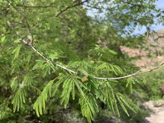 Lysiloma divaricatum