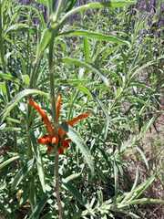 Leonotis leonurus