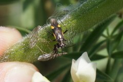 Capsodes sulcatus