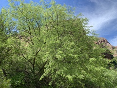 Lysiloma divaricatum