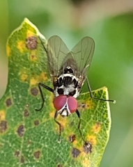 Anthomyia procellaris