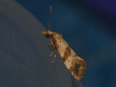 Phalonidia contractana