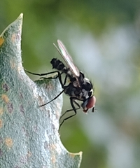 Anthomyia procellaris