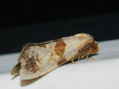 Phalonidia contractana