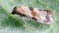 Phalonidia contractana