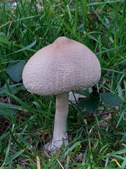 Macrolepiota mastoidea