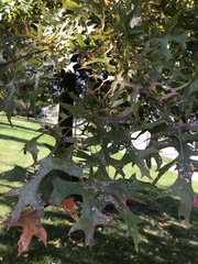 Quercus palustris