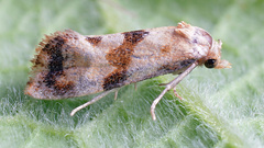 Phalonidia contractana