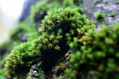 Orthotrichaceae