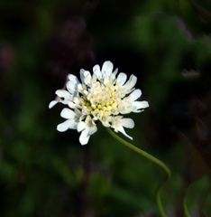 Scabiosa ochroleuca