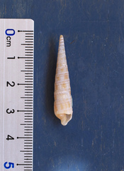 Terebra