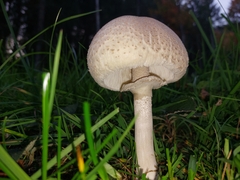 Macrolepiota mastoidea