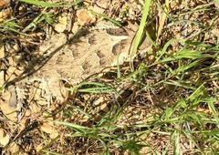 Phrynosoma blainvillii