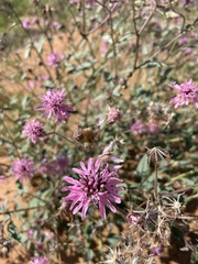 Palafoxia sphacelata