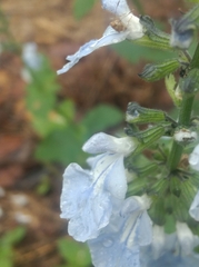 Salvia