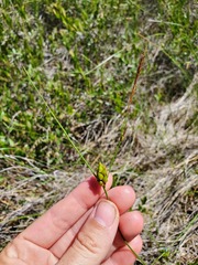 Carex oligosperma