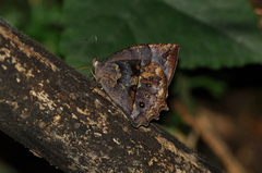 Taygetis rectifascia