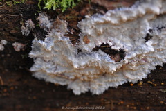Phlebia centrifuga