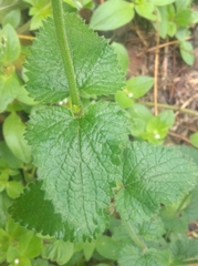 Salvia