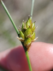 Carex oligosperma
