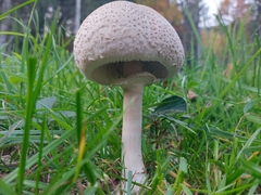 Macrolepiota mastoidea