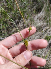 Carex oligosperma