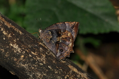 Taygetis rectifascia