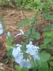Salvia