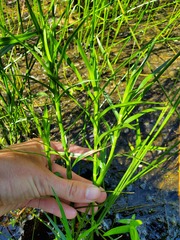 Dulichium arundinaceum