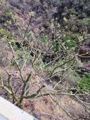 Commiphora marlothii