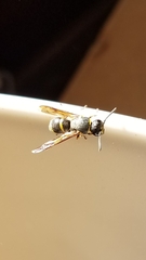 Euodynerus foraminatus