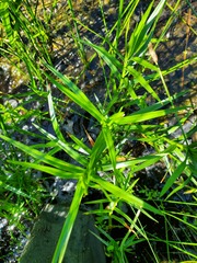 Dulichium arundinaceum