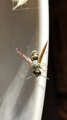 Euodynerus foraminatus