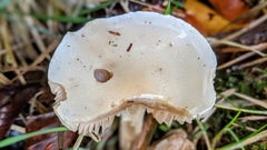 Hygrophorus eburneus
