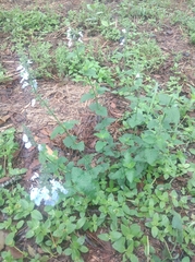 Salvia
