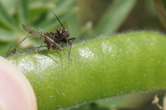 Capsodes sulcatus
