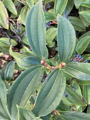 Viburnum davidii