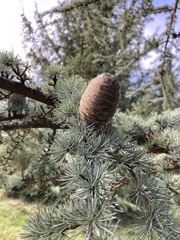 Cedrus atlantica