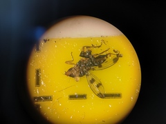 Opomyzidae