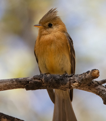 Mitrephanes phaeocercus